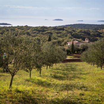 Olivenöl Rovinj und Rovinjer Olivenölstraßen