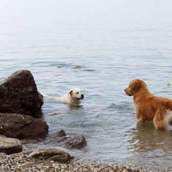 Spiagge per cani 