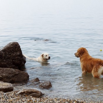 Pasje plaže