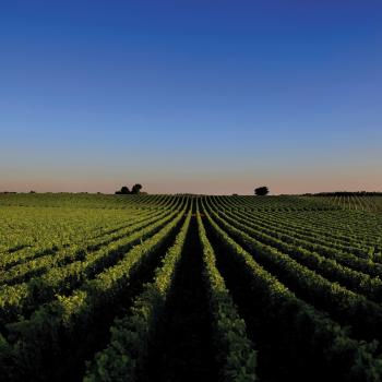 Il vino e le strade del vino