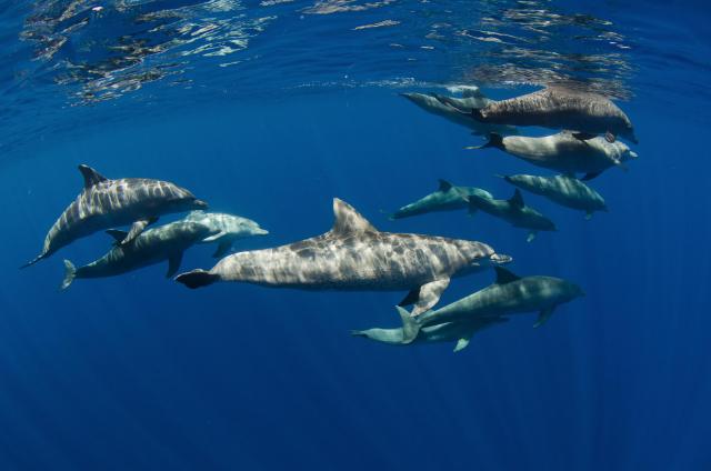 Dolphin Watching Rovinj