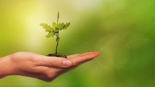 Grad Rovinj-Rovigno se priključuje građanskoj inicijativi „Dani kolektivne sadnje drveća u Hrvatskoj“