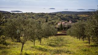 Hoge waardering van prestigieuze gids Flos Olei voor Istrische olijfbouwers