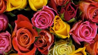 7th Flower of Rovinj