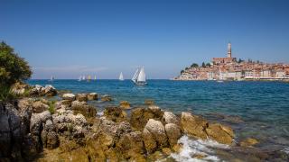 Rovinj regatta of traditional boats with lug and latin sail