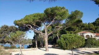 Park šuma Zlatni rt - Punta Corrente