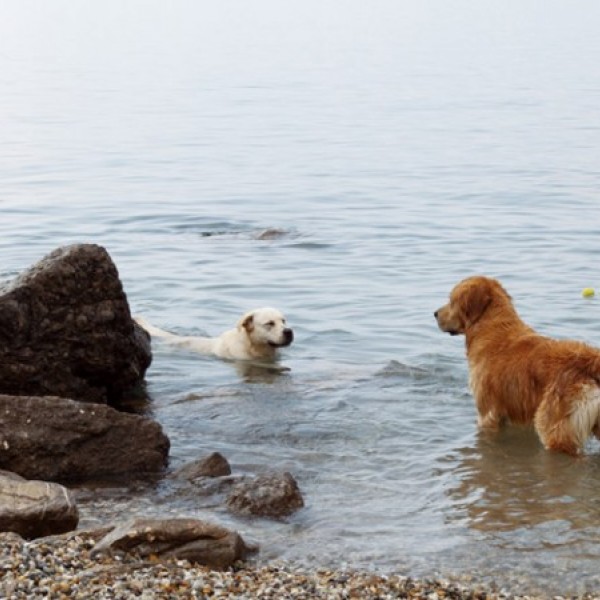 Plaže